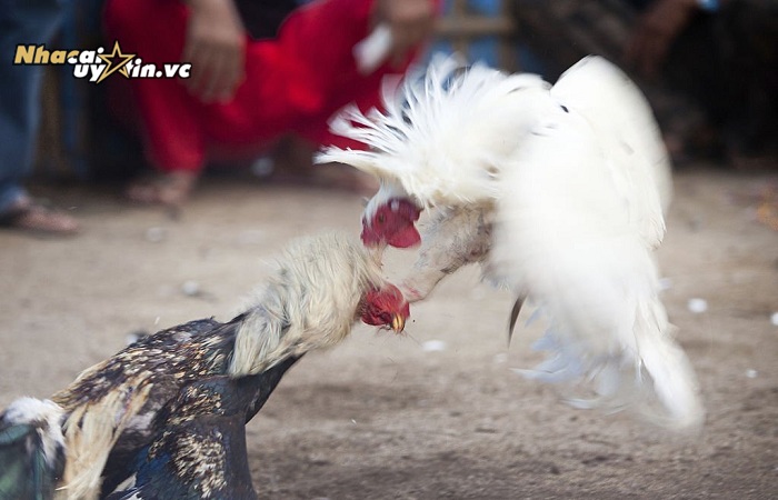 cách đá gà mạng luôn thắng